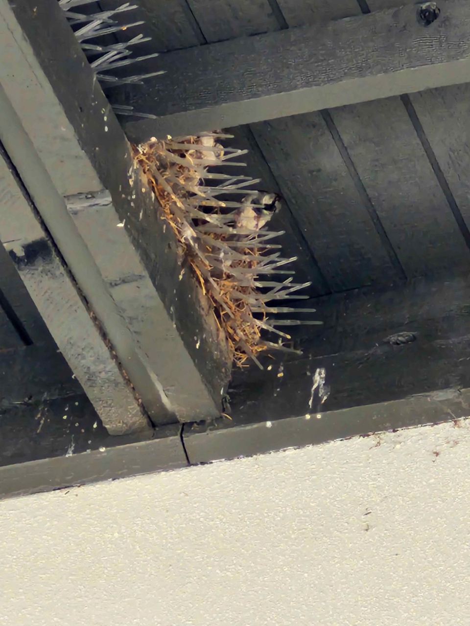 Bird spikes on a patio beam with nesting material caught among them