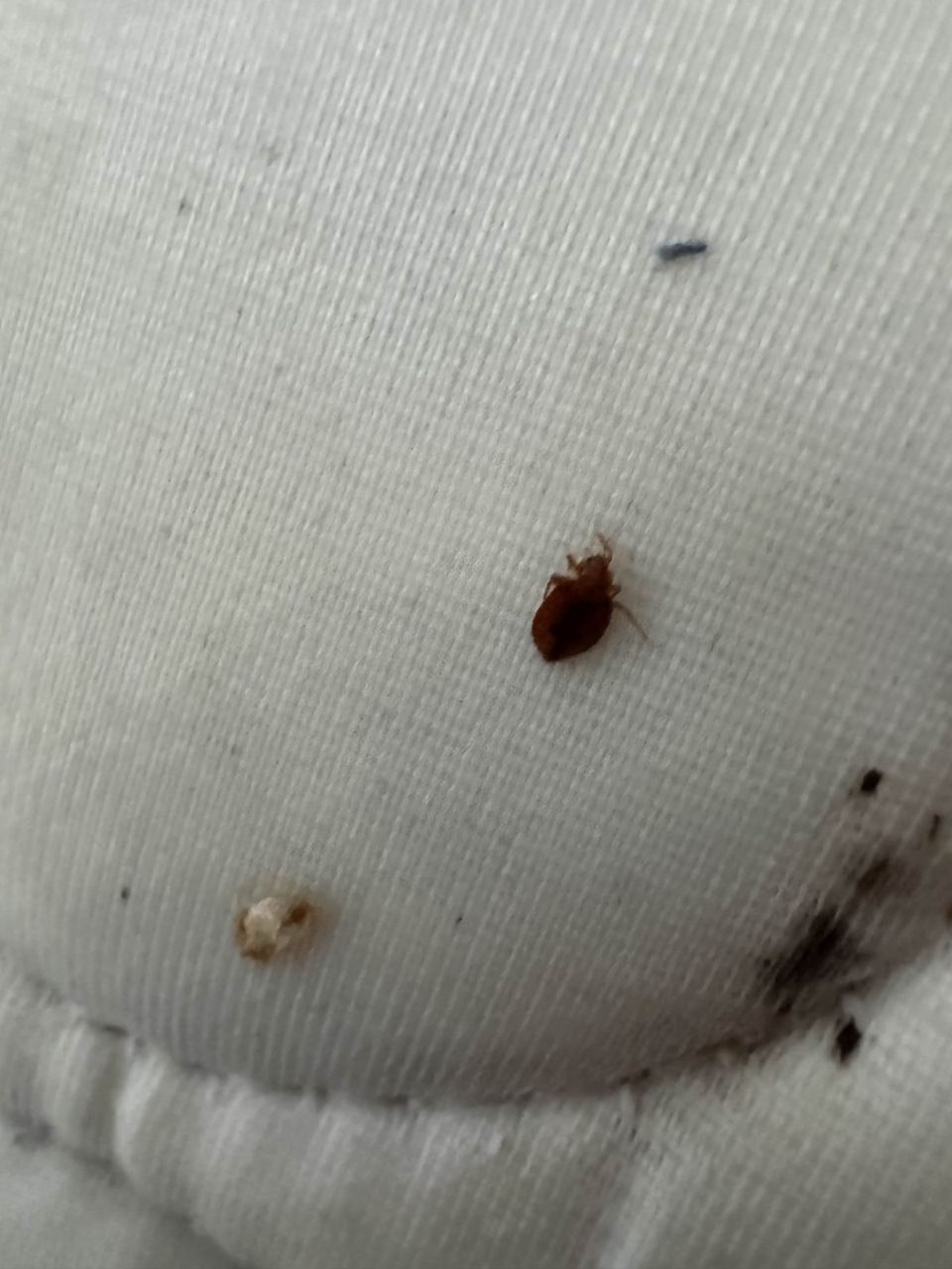 Reddish-brown bed bug on a white mattress seam near a cast skin and dark fecal spots