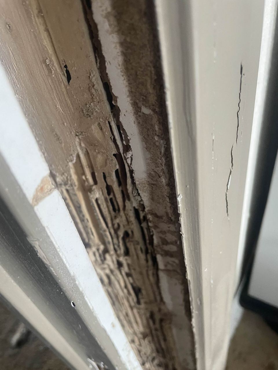 Close view of a door frame opened up to show wood eaten into thin layers lined with soil