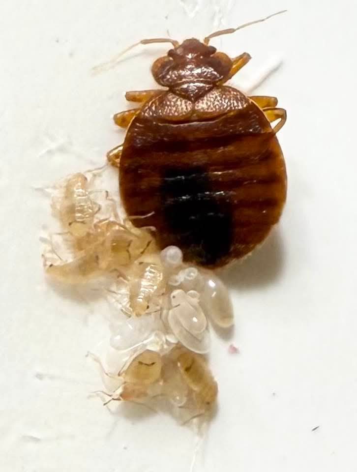An adult bed bug beside a cluster of nymphs, cast skins and eggs