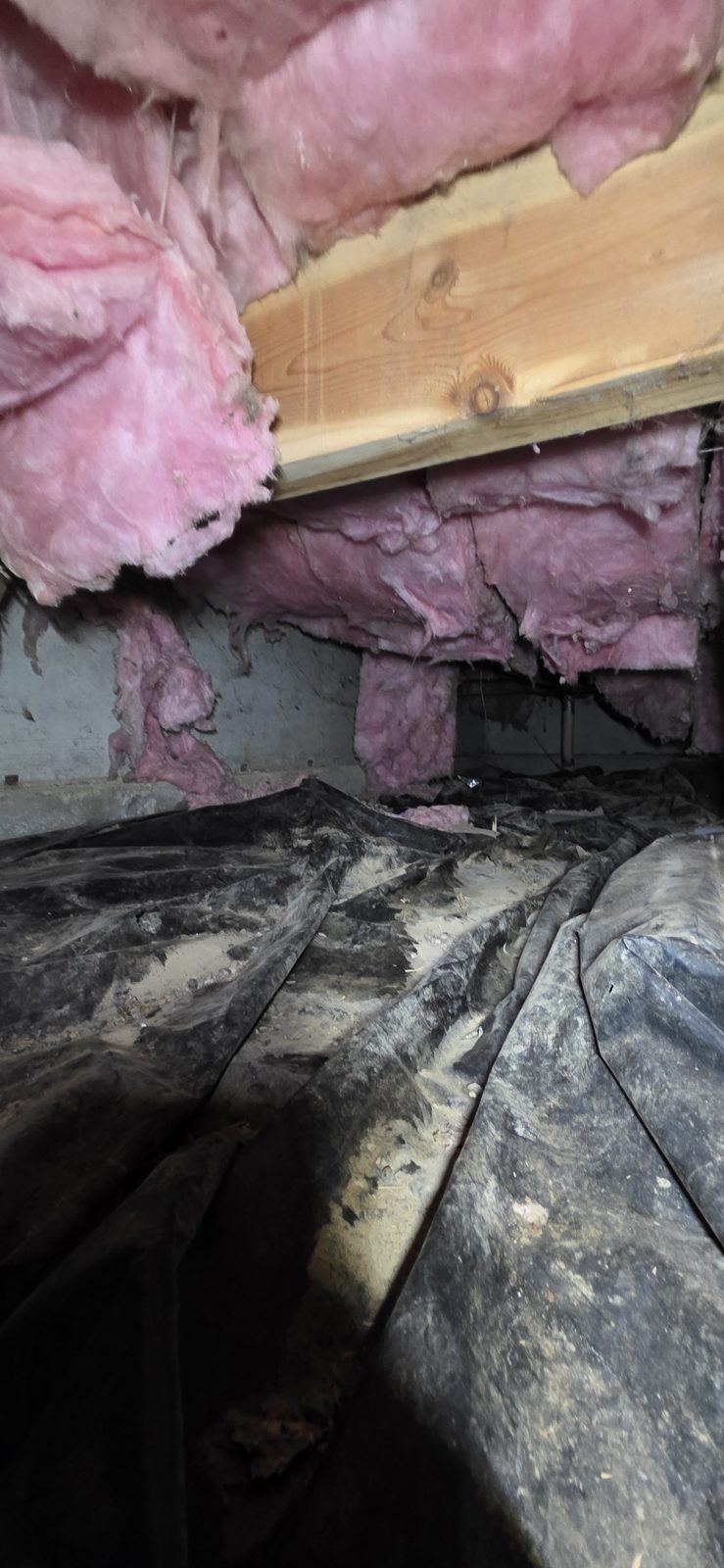Torn, sagging fiberglass insulation hanging from joists over a dirty vapor barrier in a crawlspace