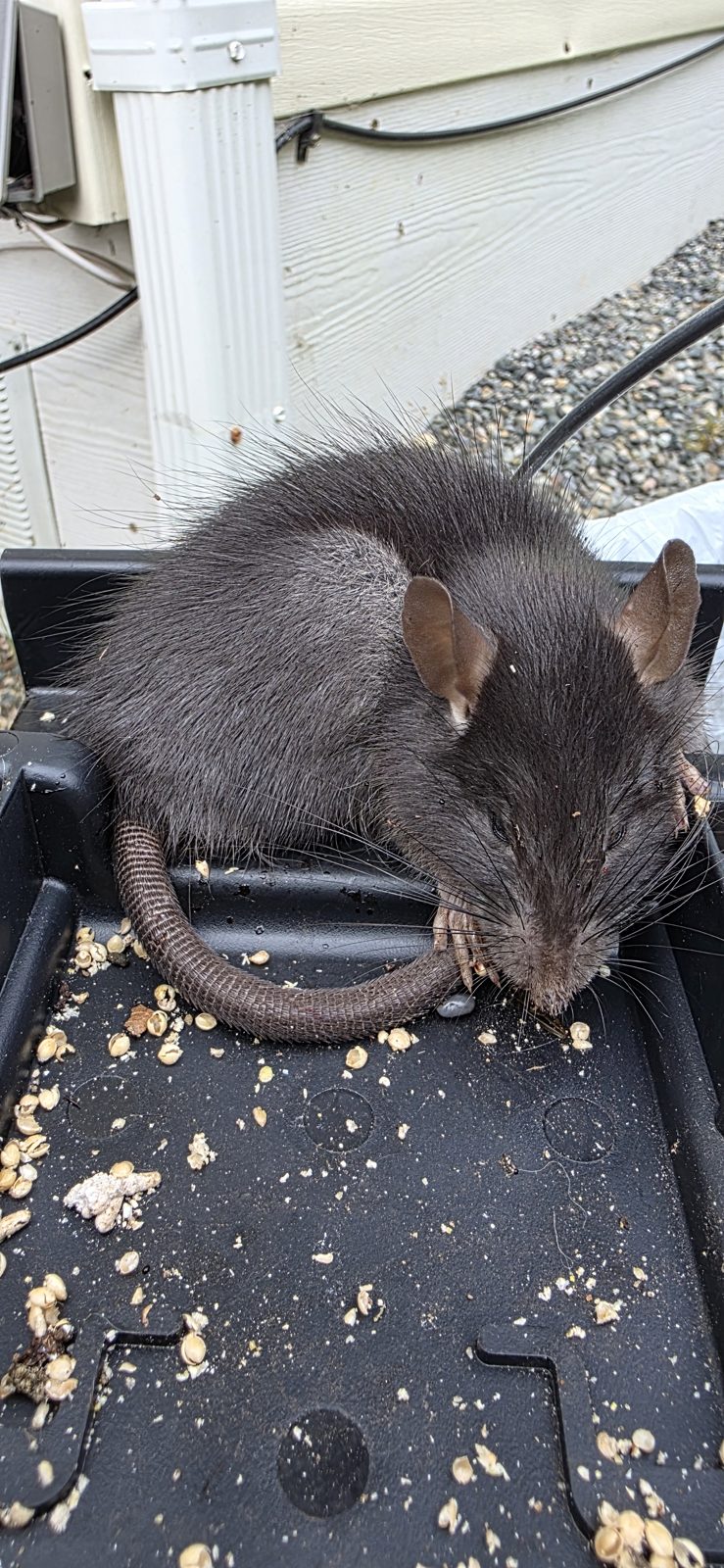 A roof rat in an opened bait station against a house foundation