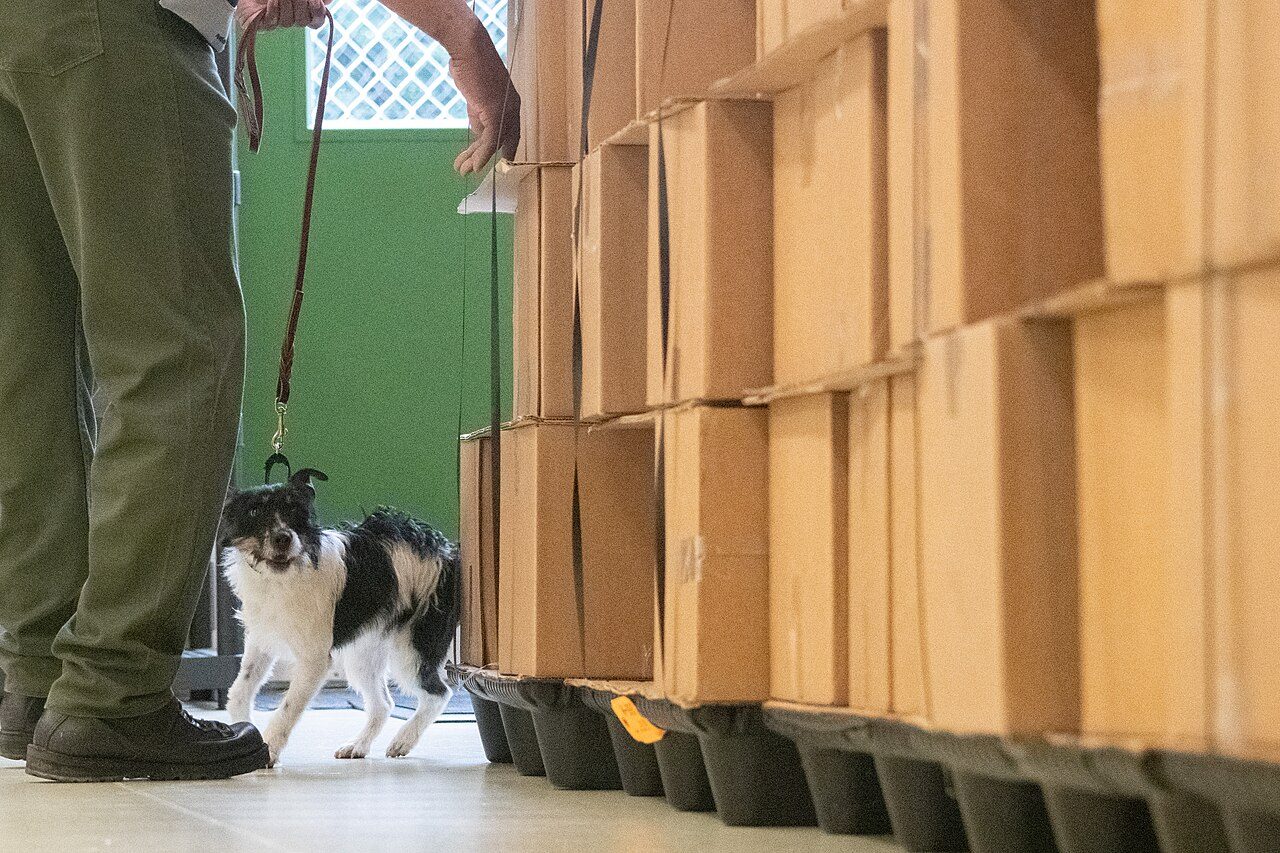 A detector dog working along a wall of stacked boxes with its handler